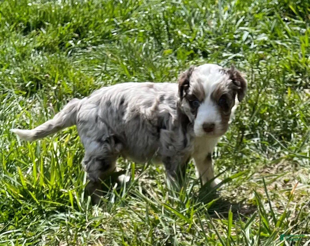 Aussiedoodle dogs for sale: Latigo  - Ad 2
