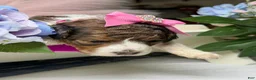 Mixed Breed dogs for sale: Sienna - Ad 4