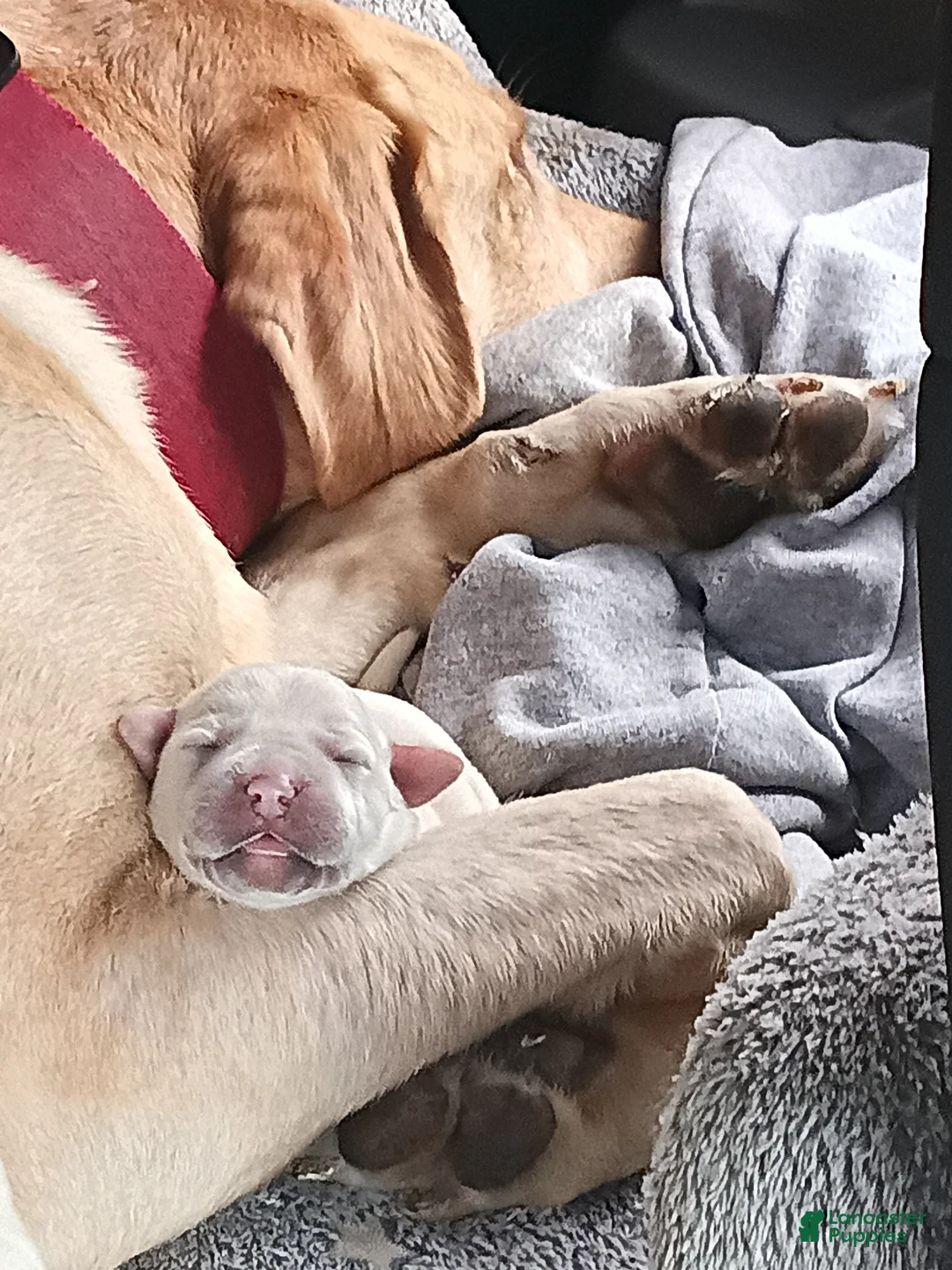 Labrador Retriever dogs for sale: Labrador Retriever 9 - Ad 1