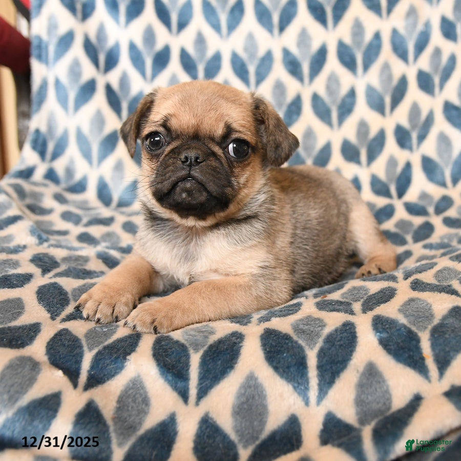 Pug dogs Captain - Ad 20