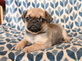 Pug dogs Captain - Ad 25