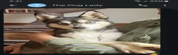 Alaskan Klee Kai dogs for sale: Adam - Ad 11