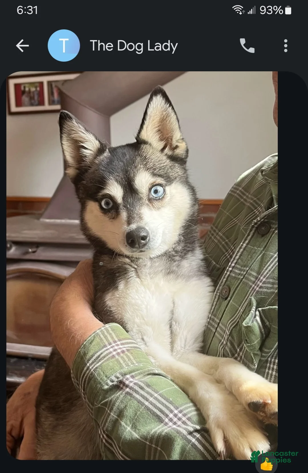 Alaskan Klee Kai dogs for sale: Adam - Ad 11