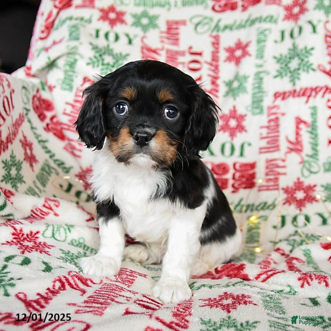 Cavalier King Charles Spaniel dogs for sale: Buddy - Ad 1