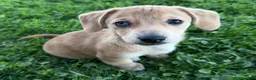 Mixed Breed dogs for sale: Unique Dorgi Female with Blue Eye - Corgi & Dachshund Mix - Ad 7