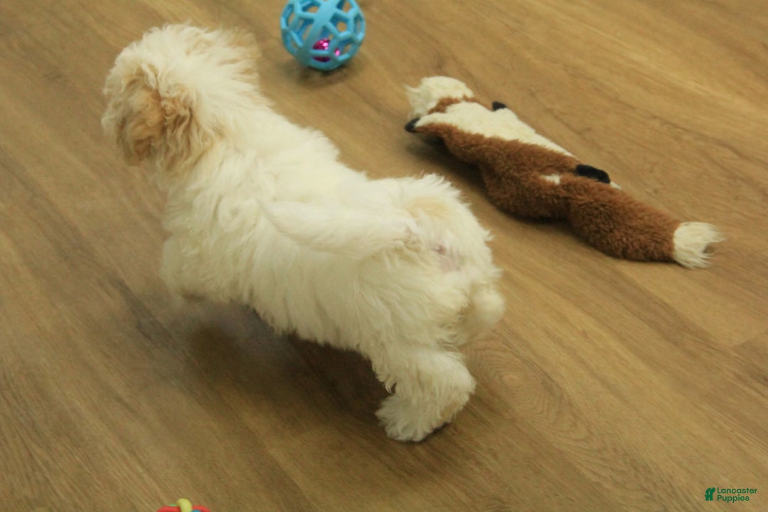 Bichpoo dogs for sale: Ramona - Ad 5