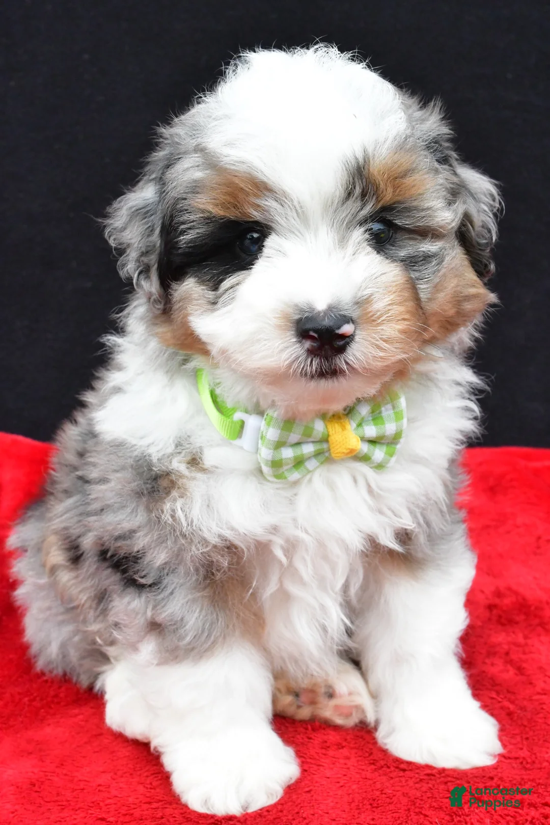 Mini Aussiedoodle dogs for sale: Gaven  - Ad 2