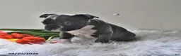 Boston Terrier dogs for sale: Beau - Ad 14