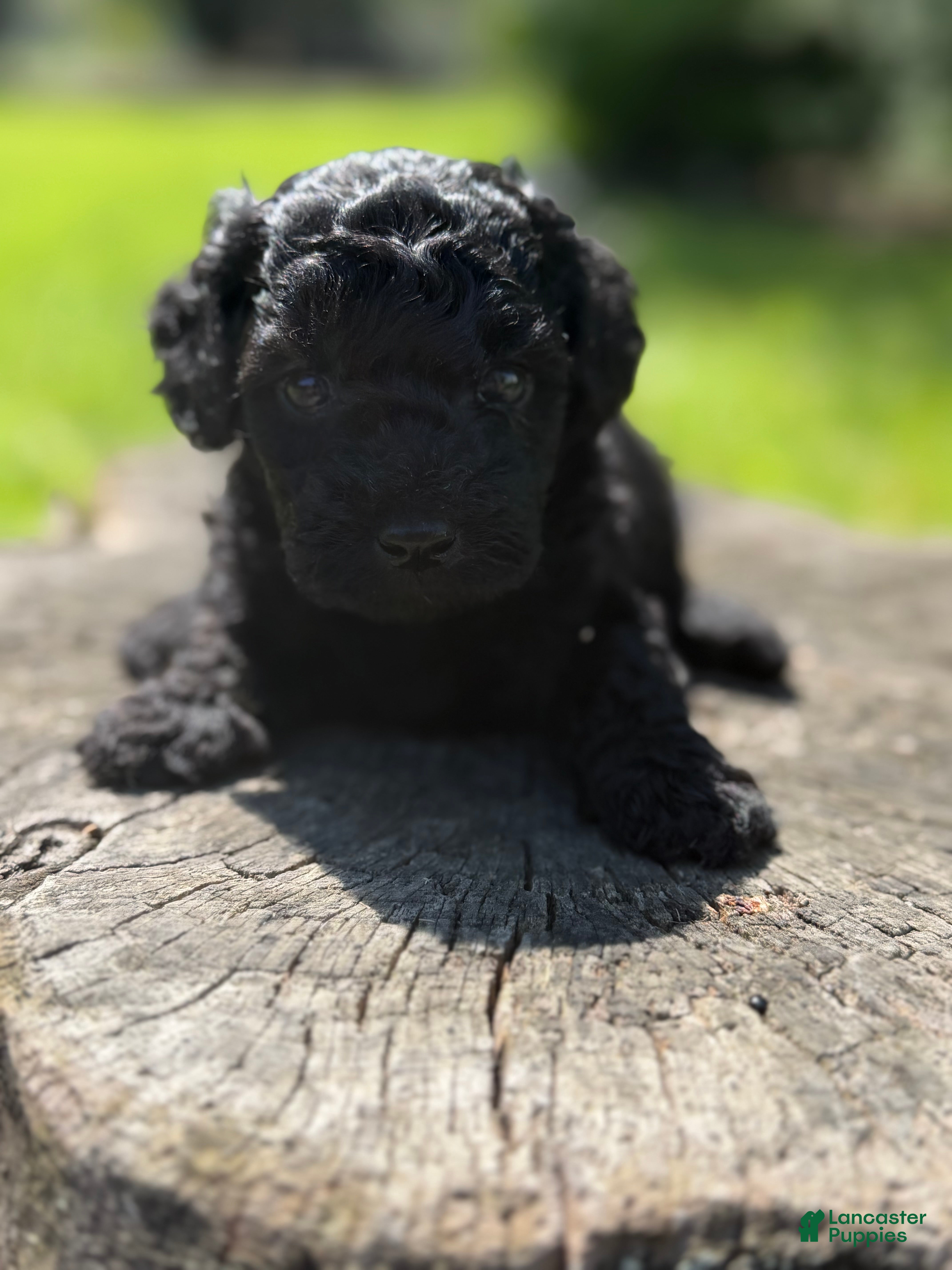 Cockapoo dogs Nora - Ad 2