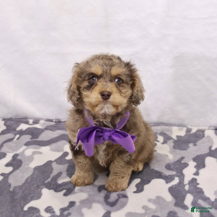 Cavapoo dogs Zoey - Ad 1