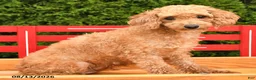 Cavapoo dogs for sale: Charlie  - Ad 6