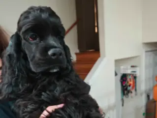 Cocker Spaniel dogs Cocker Spaniel Puppy 1 - Ad 32