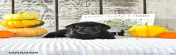 Mini Hippo dogs for sale: Chai - Ad 2
