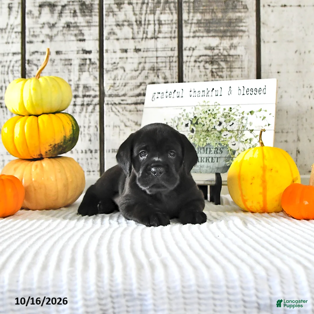 Mini Hippo dogs for sale: Chai - Ad 2