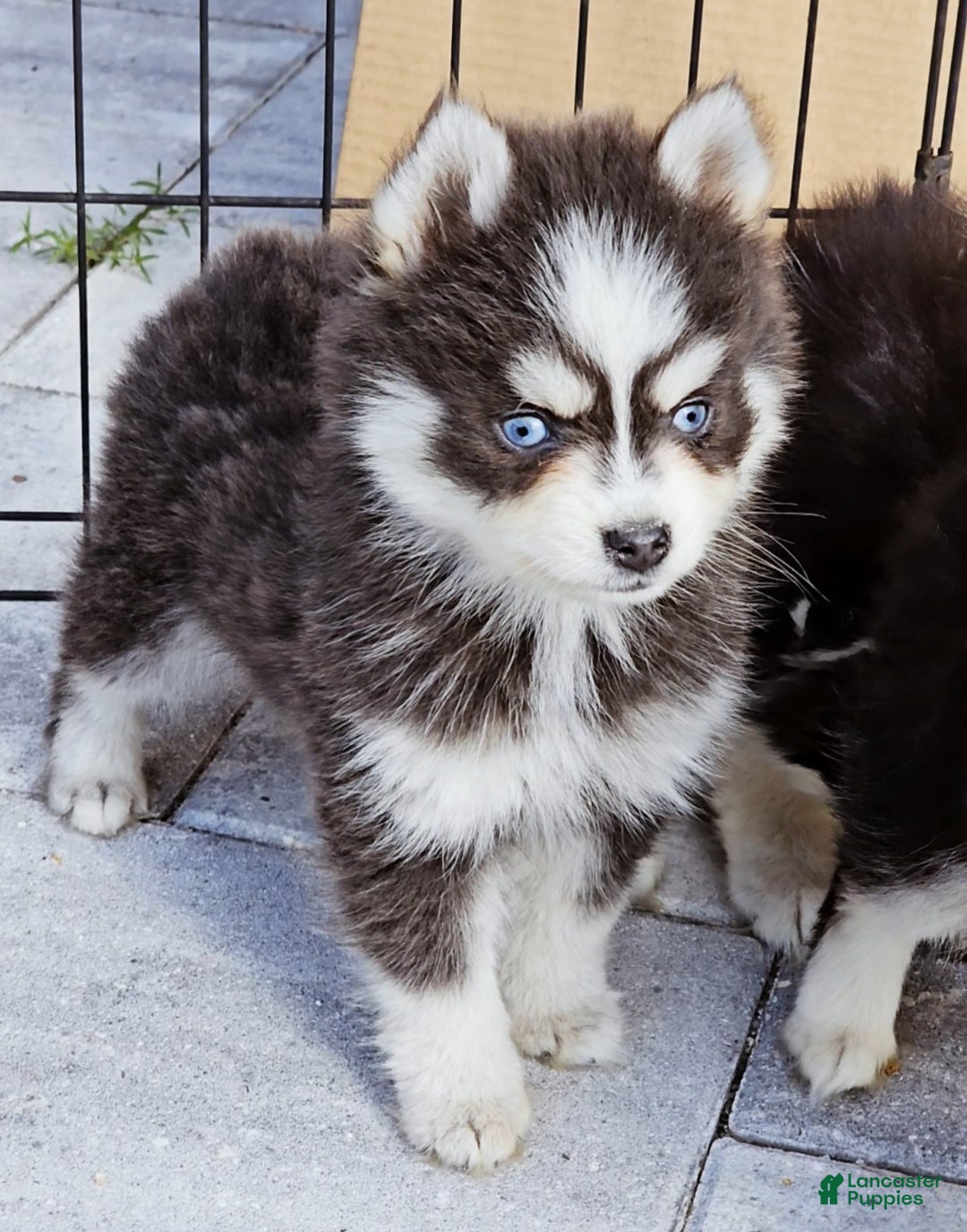 Pomsky dogs for sale: Blue Robin - Ad 4