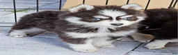 Pomsky dogs for sale: Blue Robin - Ad 4