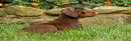 Doberman Pinscher dogs for sale: DASHER - Ad 3