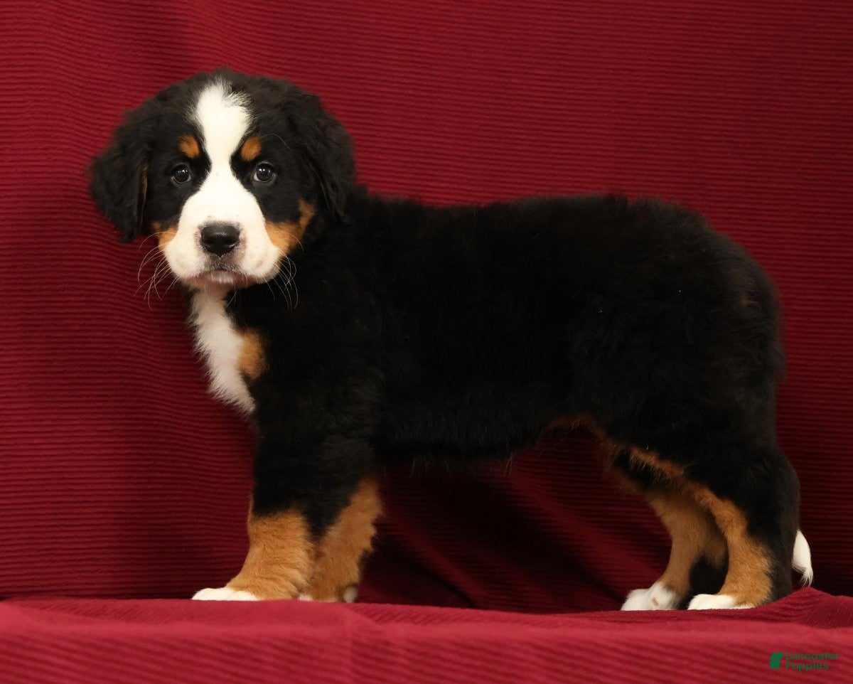 Bernese Mountain Dog dogs Jemma - Ad 2