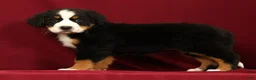Bernese Mountain Dog dogs for sale: Jemma - Ad 2