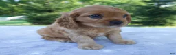 Mixed Breed dogs for sale: Romeo - Ad 7