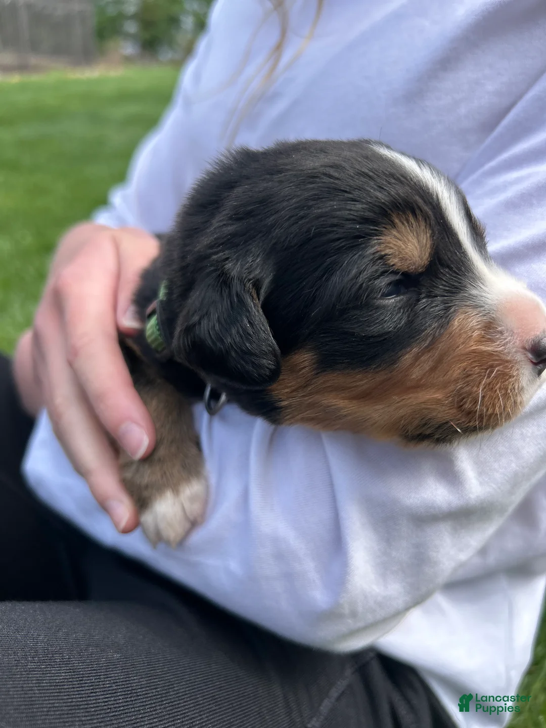 Bernese Mountain Dog dogs for sale: Bernese Mountain Dog Puppy 11 - Ad 2