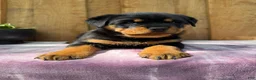 Rottweiler dogs for sale: Bear - Ad 5
