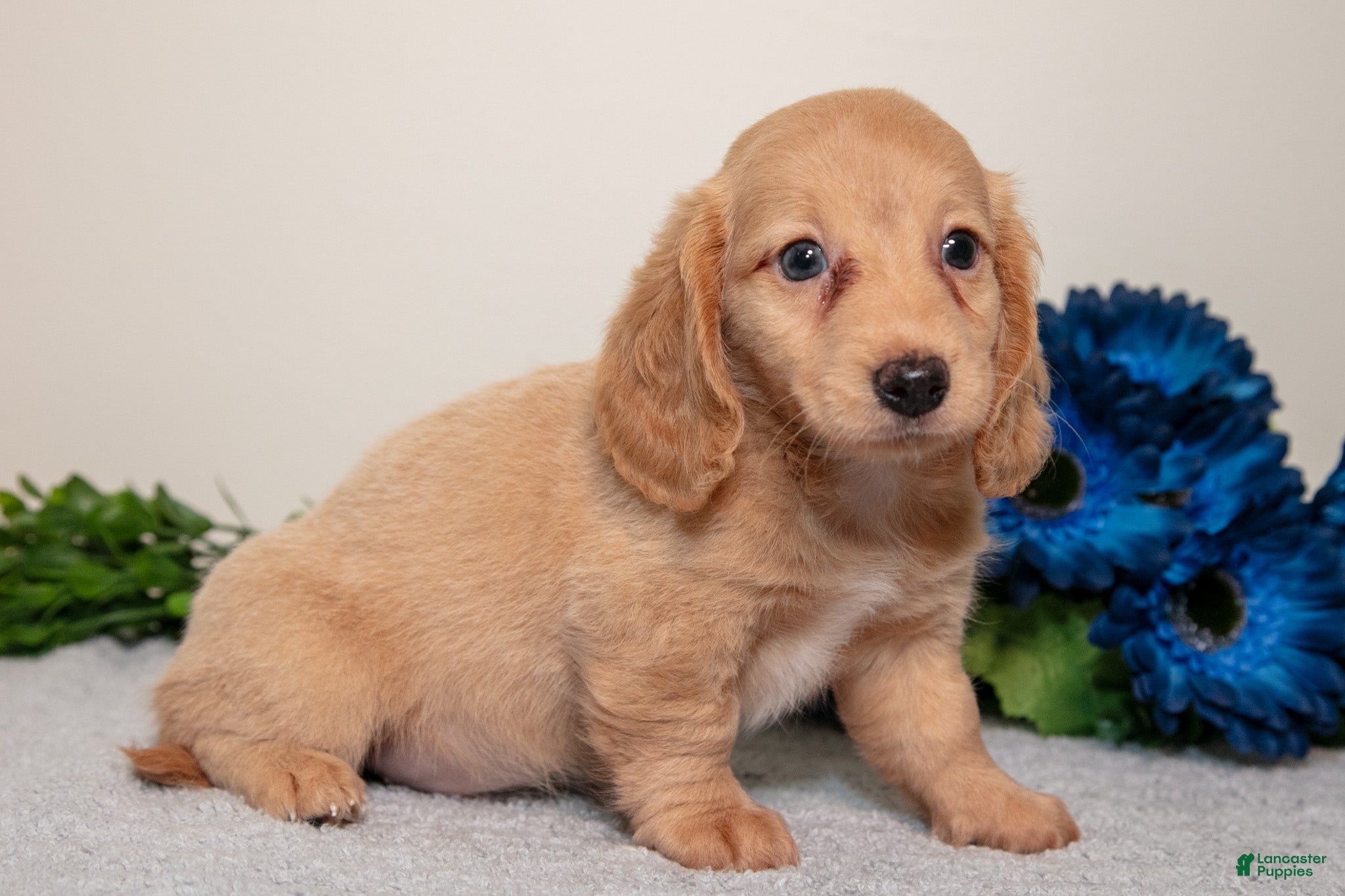 Miniature Dachshund dogs Sandy - Ad 2