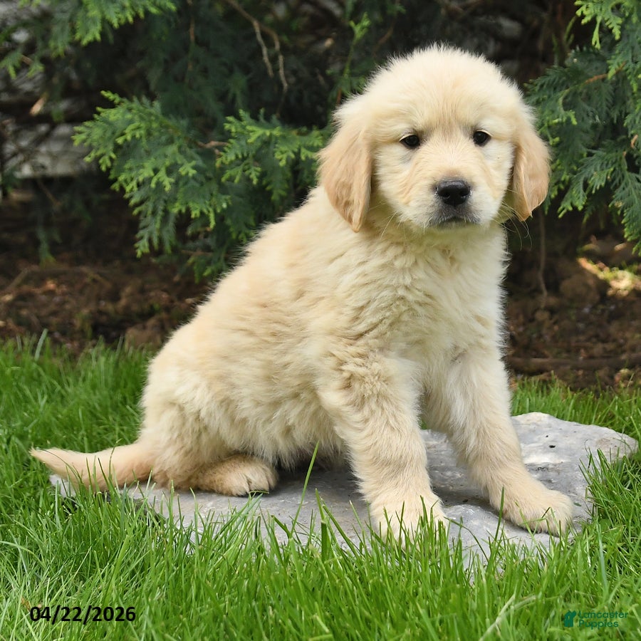 Golden Retriever dogs Saber - Ad 1