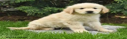 Golden Retriever dogs for sale: Saber - Ad 1