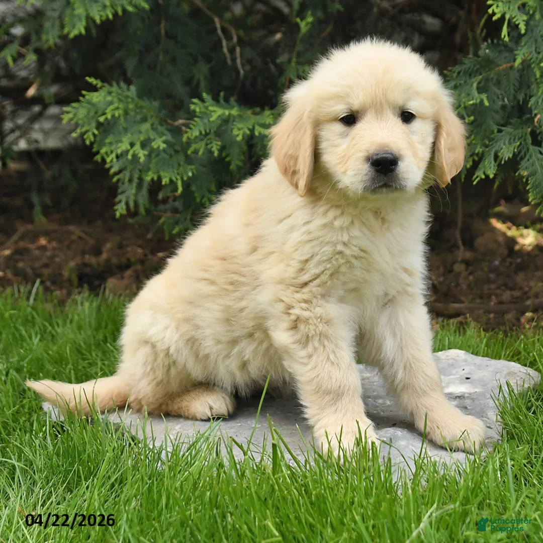 Golden Retriever dogs for sale: Saber - Ad 1