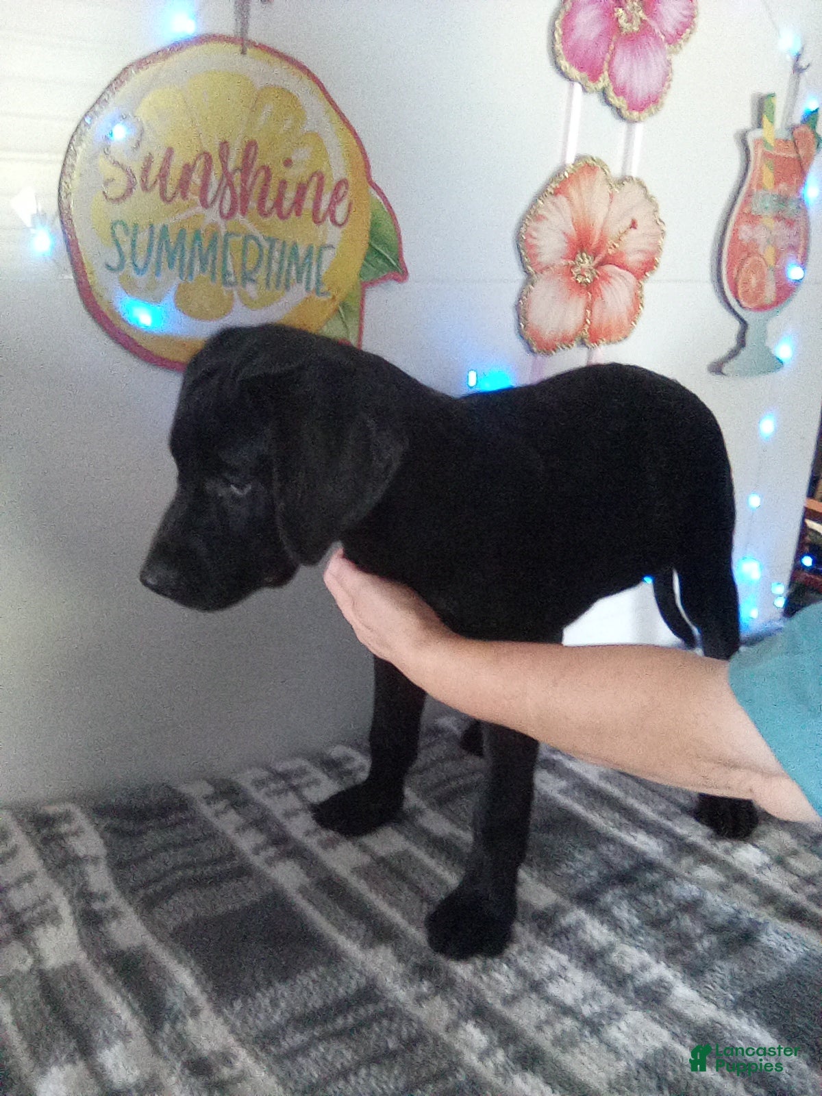 Labrador Retriever dogs Rory - Ad 2