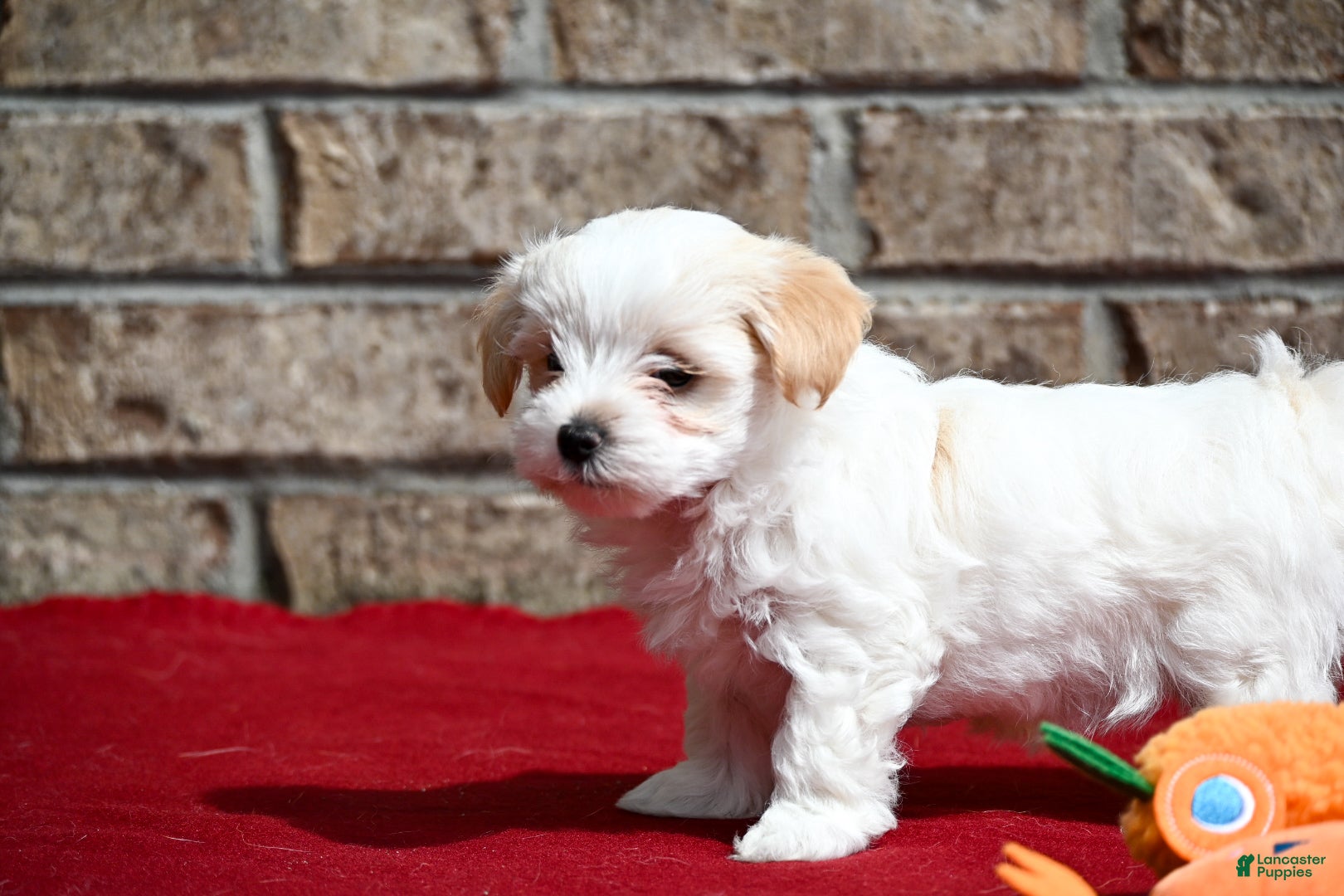 Maltipoo dogs Jack - Ad 2