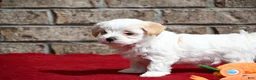 Maltipoo dogs for sale: Jack - Ad 2