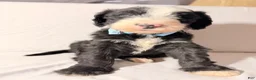 Sheepadoodle dogs for sale: Sheepadoodle Puppy 3 - Ad 4
