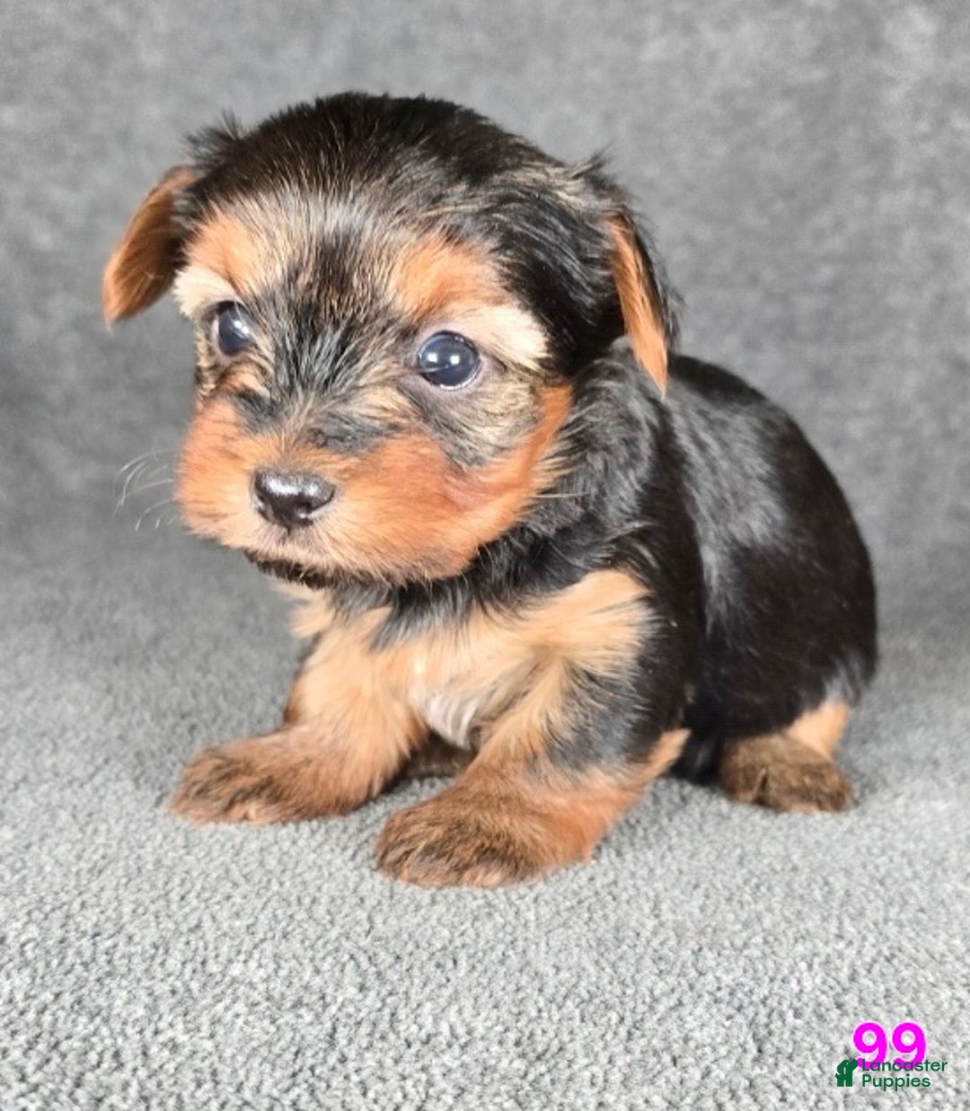 Yorkshire Terrier dogs for sale: 99 - Ad 14