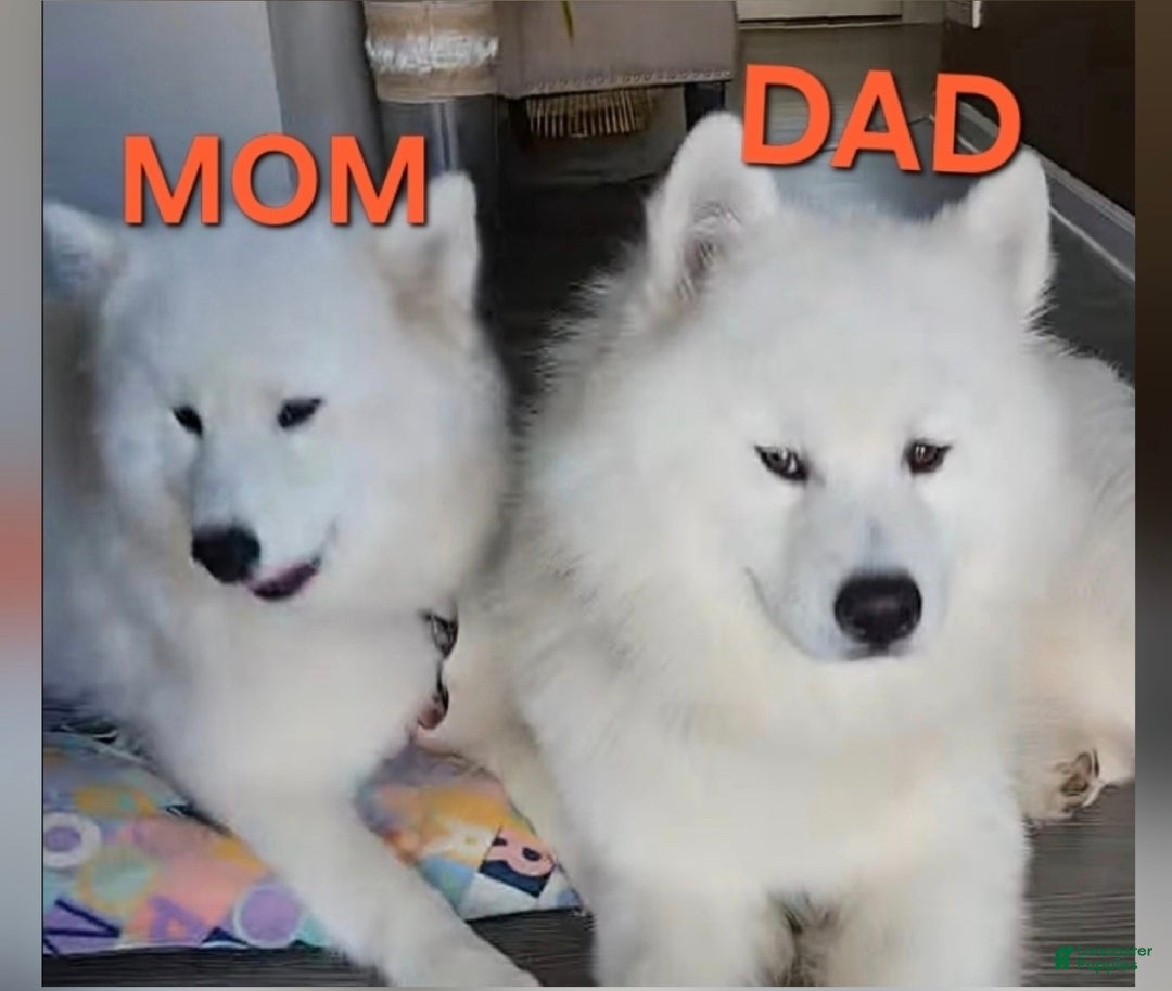 Samoyed dogs for sale: Rainbow - Ad 5