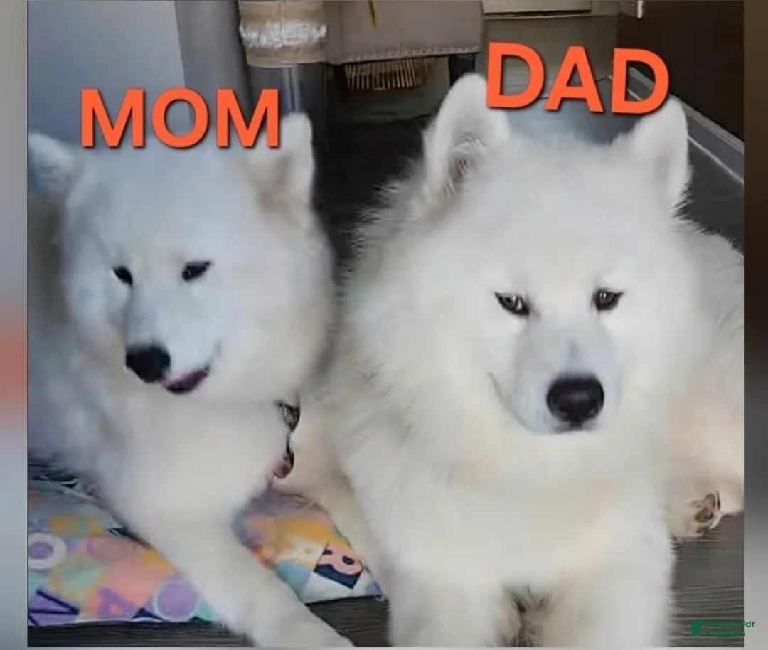 Samoyed dogs for sale: Lavie - Ad 3