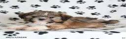 Shih Tzu dogs for sale: Riley - Ad 5