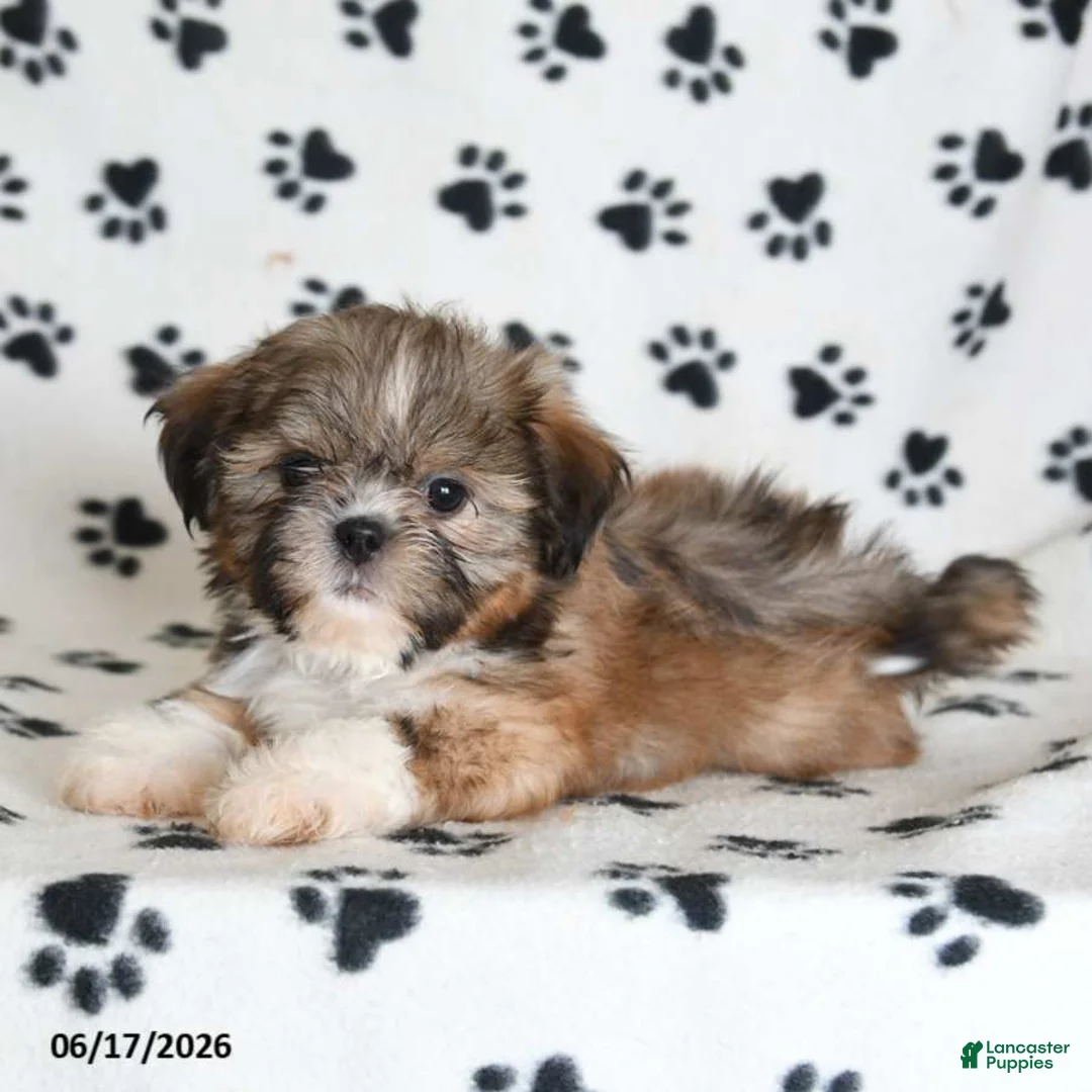 Shih Tzu dogs for sale: Riley - Ad 5
