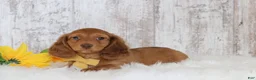 Dachshund dogs for sale: Lester  - Ad 1