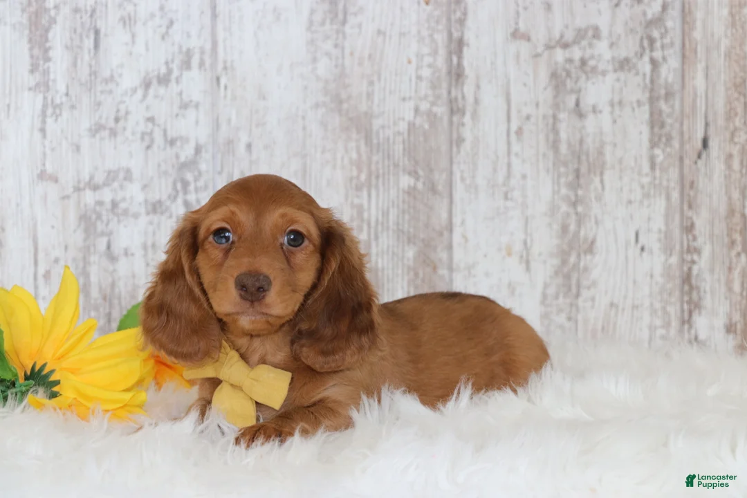 Dachshund dogs for sale: Lester  - Ad 1