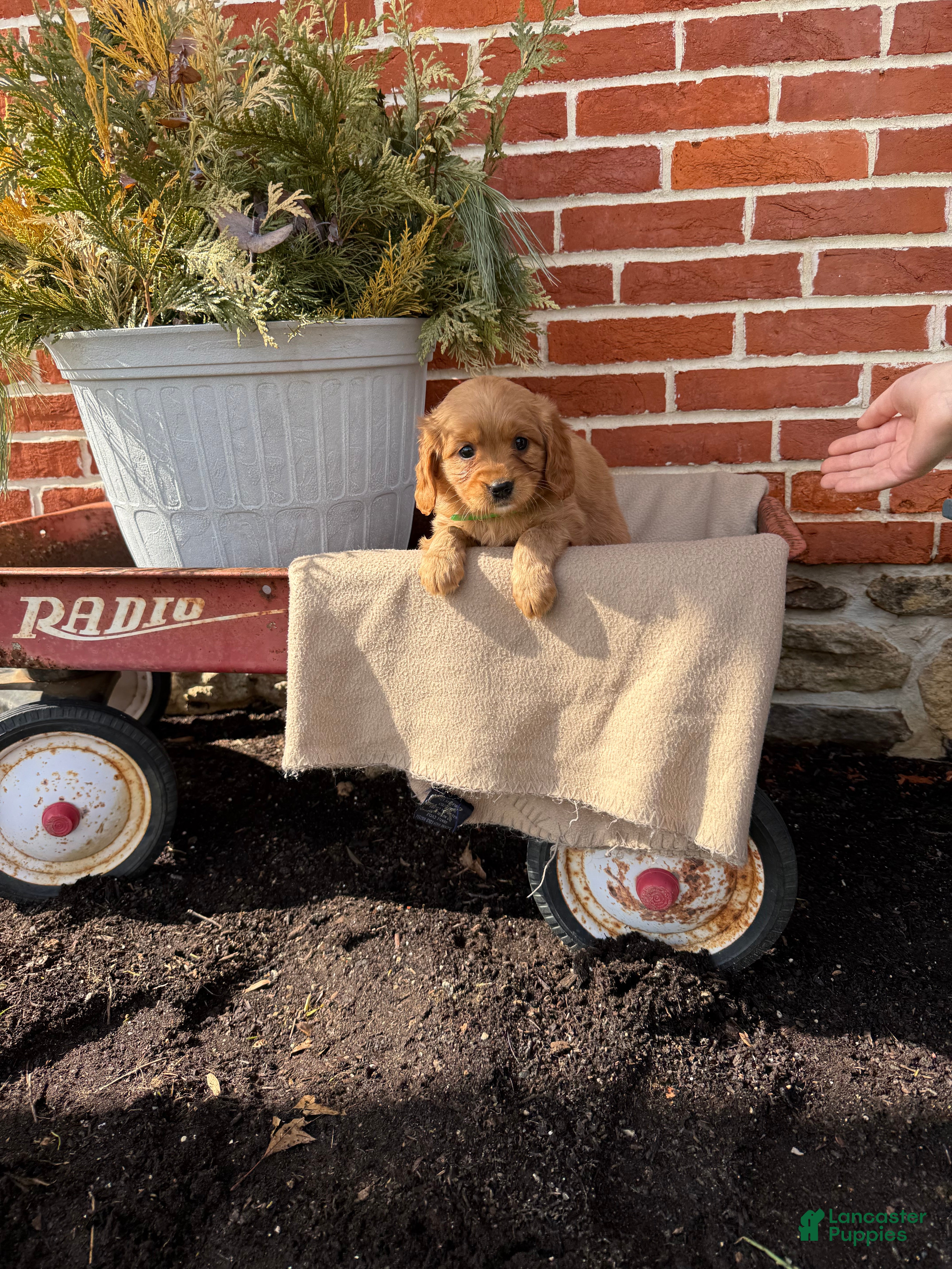 Miniature Golden Retriever dogs Miniature Golden Retriever Puppy 7 - Ad 1