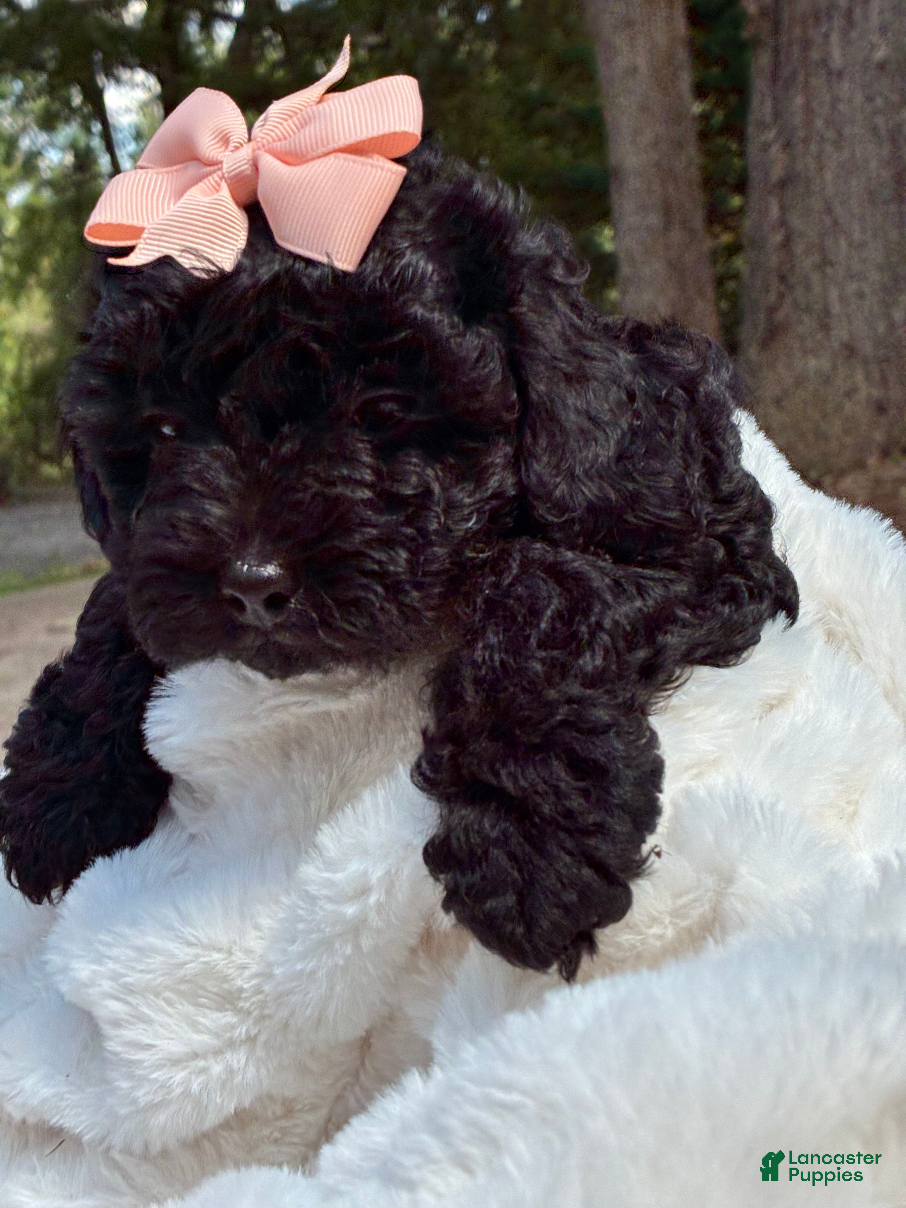 Yorkiepoo dogs Fluffy  - Ad 1