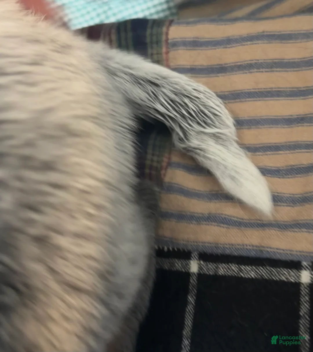 Australian Cattle Dog dogs for sale: Curly - Ad 10