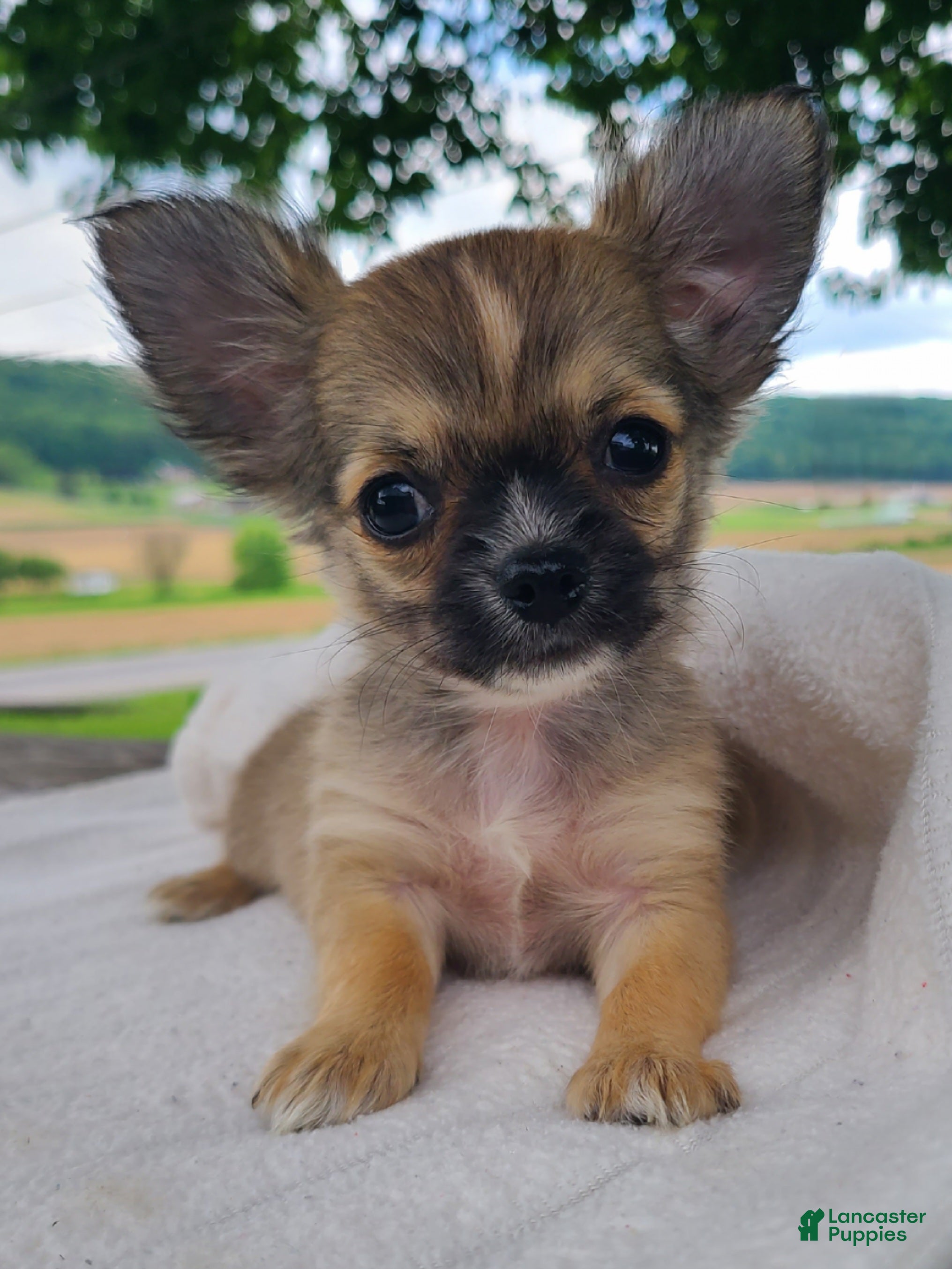 Chihuahua dogs Howie - Ad 1