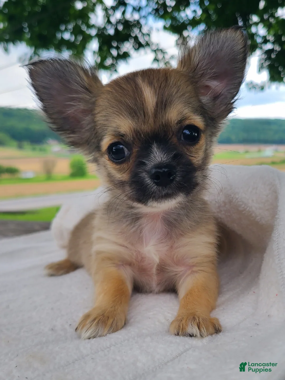 Chihuahua dogs for sale: Howie - Ad 1