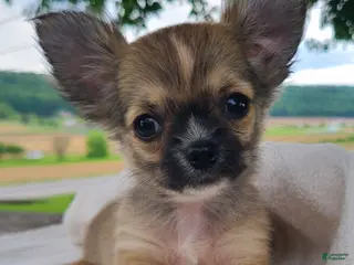 Chihuahua dogs for sale: Howie - Ad 4