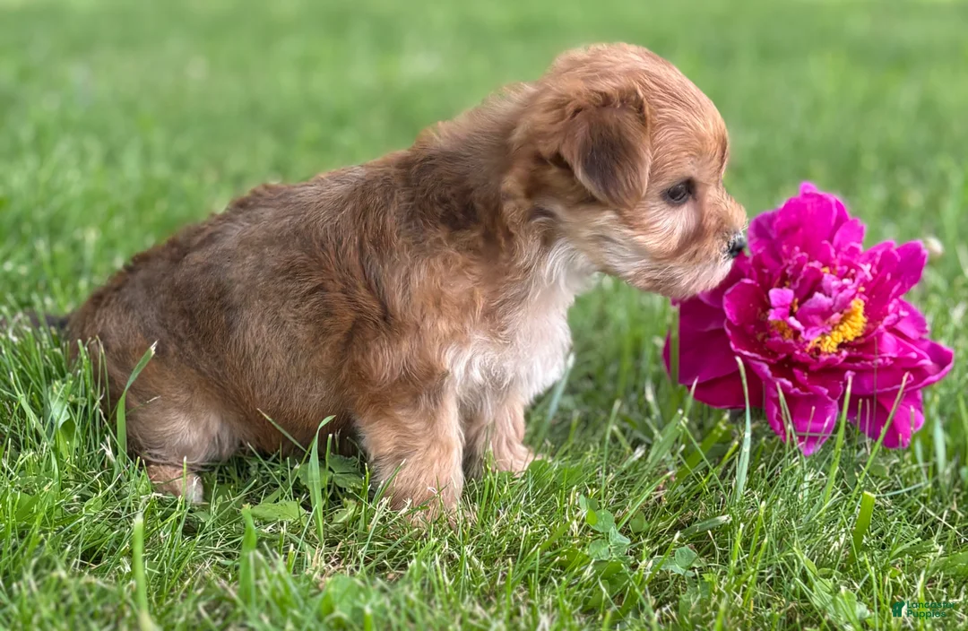 Morkie dogs for sale: Brookie  - Ad 2