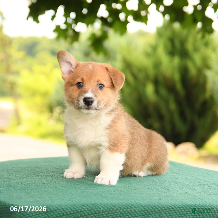 Welsh Corgi Pembroke dogs Jesse - Ad 1