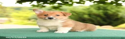 Welsh Corgi Pembroke dogs for sale: Jesse - Ad 1